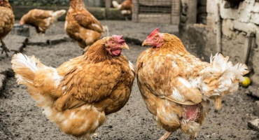 Proč si kuřata navzájem škubou peří?